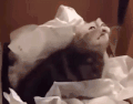 萌宠 猫咪 好奇 呆萌 可爱