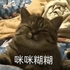 萌宠 猫咪 咪咪糊糊 呆萌 可爱