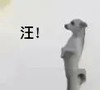小狗 小狗喊到 情侣 可爱 沙雕 搞笑