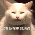 萌宠 猫咪 你看我在勇敢地微笑 呆萌 可爱