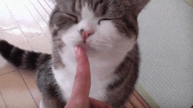 猫咪指人表情包gif图片