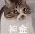 萌宠 猫咪 神金 呆萌 可爱