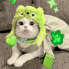 萌宠 猫咪 看书 呆萌 可爱