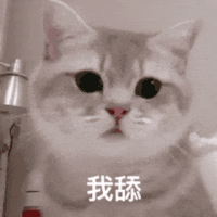 萌宠 猫咪 我舔 呆萌 可爱