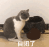 萌宠 猫咪 自闭了 呆萌 可爱