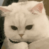 萌宠 猫咪 看 呆萌 可爱
