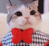 萌宠 猫咪 戴眼镜 呆萌 可爱