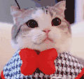 萌宠 猫咪 戴眼镜 呆萌 可爱
