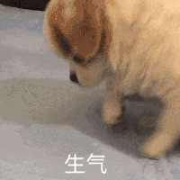 萌宠 狗狗 生气 呆萌 可爱
