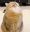 萌宠 猫咪 立正 呆萌 可爱