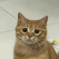 萌宠 猫咪 不开心 呆萌 可爱