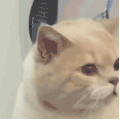 萌宠 猫咪 哭了 呆萌 可爱