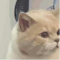 萌宠 猫咪 哭了 呆萌 可爱