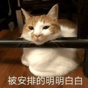 沙雕猫