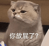 萌宠 猫咪 呆萌 可爱