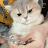 萌宠 猫咪 打 呆萌 可爱