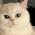 萌宠 猫咪 奋斗 呆萌 可爱
