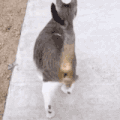 萌宠 猫咪 扭屁股 呆萌 可爱