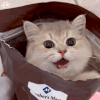 萌宠 猫咪 出来 呆萌 可爱
