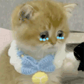 萌宠 猫咪 哭了 呆萌 可爱