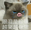 萌宠 猫咪 眼泪是珍珠越哭越像猪 呆萌 可爱