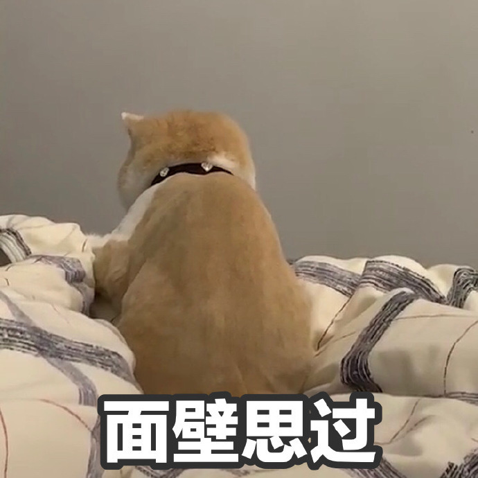 萌宠 猫星人 面壁思过 我错了 呆萌 可爱