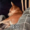 晚安 沙雕 小动物 搞笑