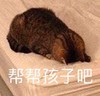 萌宠 猫星人 帮帮孩子吧 祈祷 搞怪 呆萌