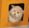 萌宠 猫咪 好奇 呆萌 可爱