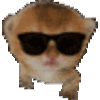 萌宠 猫咪 墨镜 呆萌 可爱