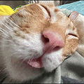 萌宠 猫咪 睡觉 呆萌 可爱
