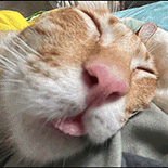 萌宠 猫咪 睡觉 呆萌 可爱
