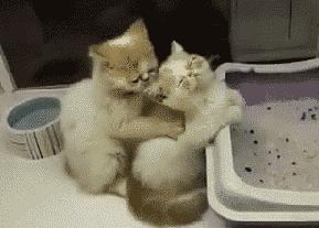 两只小奶猫的争斗gif表情gif表情包gif