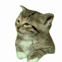 萌宠 猫咪 好奇 呆萌 可爱