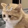 萌宠 猫咪 思考 呆萌 可爱