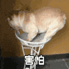 狗狗 害怕 沙雕 搞笑
