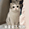 萌宠 猫咪 笨蛋来了快跑 呆萌 可爱