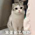 萌宠 猫咪 笨蛋来了快跑 呆萌 可爱