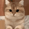 萌宠 猫咪 哼 呆萌 可爱