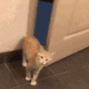 萌宠 猫咪 害怕 呆萌 可爱