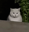 萌宠 猫咪 盯 呆萌 可爱