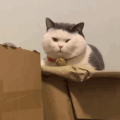 萌宠 猫咪 我来了 呆萌 可爱