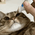 萌宠 猫咪 眼药水 呆萌 可爱