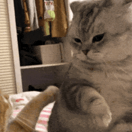 猫咪 可爱 沙雕 搞笑
