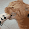 萌宠 猫咪 吃香蕉 呆萌 可爱