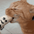 萌宠 猫咪 吃香蕉 呆萌 可爱