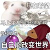 仓鼠 鼠鼠 发疯文学 沙雕 搞笑 逗