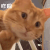 萌宠 猫咪 咋啦 呆萌 可爱