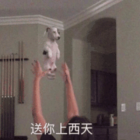萌宠 狗狗 送你上西天 呆萌 可爱