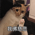 萌宠 猫咪 我佛慈悲 呆萌 可爱